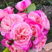 Dream Halo (кустарник)