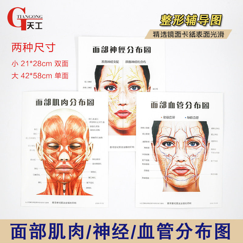面部神经血管肌肉分布图三张一套美容整形研究参考挂图从业参考图