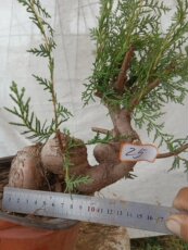 Бонсаи 侧柏盆栽园艺园林室内上档次摆件老桩花盆素材苗树苗矮霸四季常青