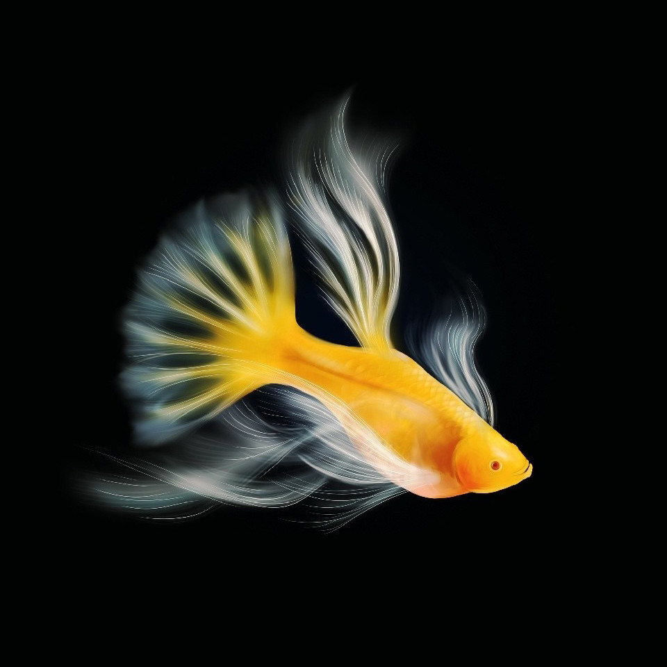 时代水族企业店