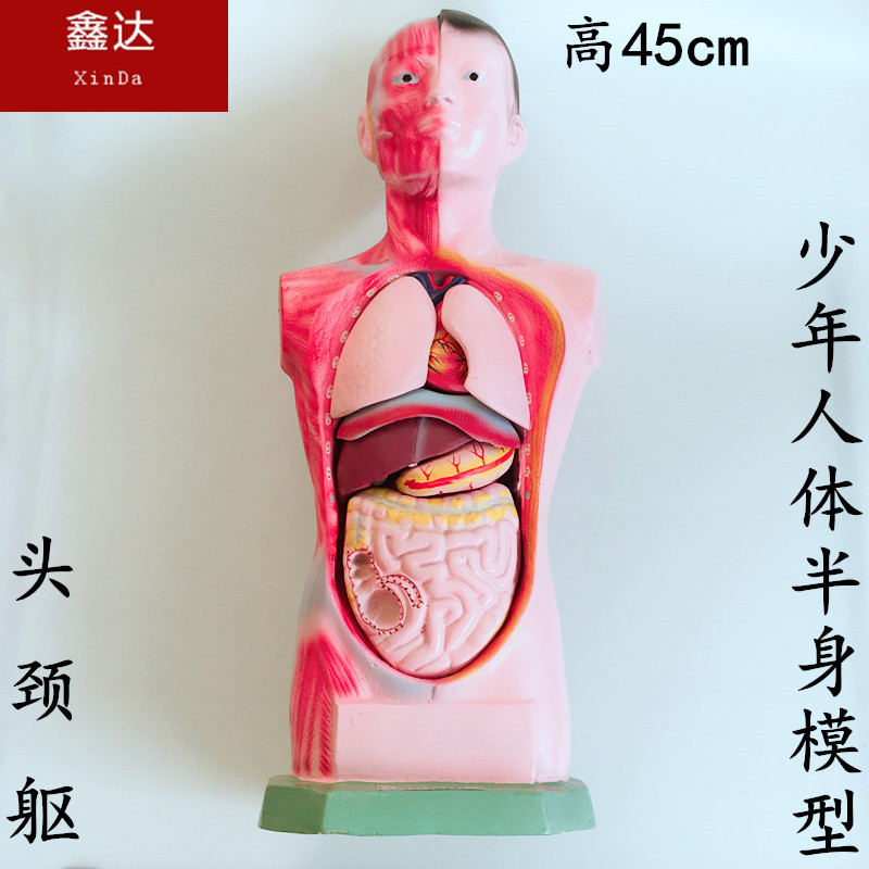 少年人体半身模型 头 颈 躯干初高中学生物医学卫生解剖器45cm