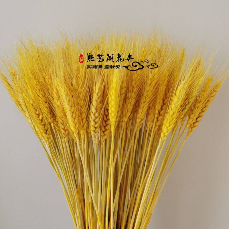 Natural ear of wheat dried flower bouquet opening barley Pastoral style decorative gift Shooting props Ear of rice dried flower Real flower