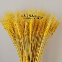 Natural wheat ear dried flower bouquet opening barley garden decoration gift shooting props Rice ear dried flower real flower