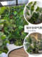 Tropical simulated plant landscaping entrance hall restaurant simulated plant landscaping combination window decoration green plant landscape