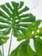 High-End Light Luxury Artificial Green Plant Monstera for Home Living Room, Fake Plant Nordic Large Potted Landscape Decoration Ornament