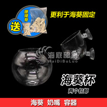 Coral pacifier anemone cup Special glass container cup Anemone pacifier nest Roll-proof wave ball suction cup Landscape cup