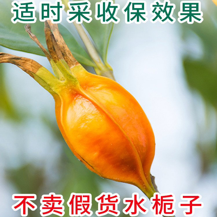 黄栀子果新货250g:天然上色神器,泡茶养生两不误!-栀子-淘宝好物网