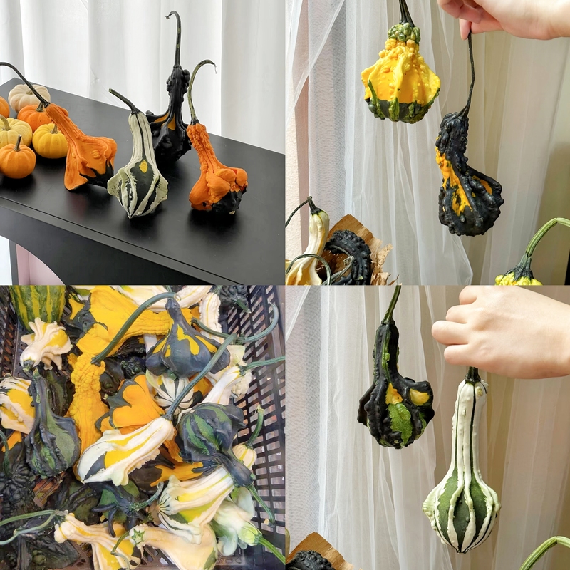 Ornamental Pumpkins, Mexican Gourds, Uniquely Shaped Small Pumpkins, Swan Pumpkins, Halloween Decorations, Collectible Hand-Held Ornaments
