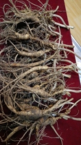 No. 15] Select first and then take photos of Changbai Mountain specialty understory ginseng and old wild ginseng