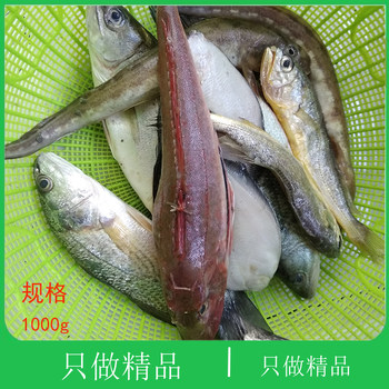 Dalian seafood shunfeng express now catches miscellaneous fish