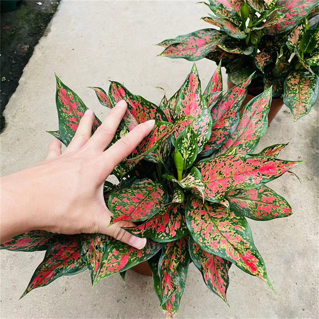 Big ruyi potted queen perennial green flower office green plant absorbs formaldehyde to purify the air living room desk