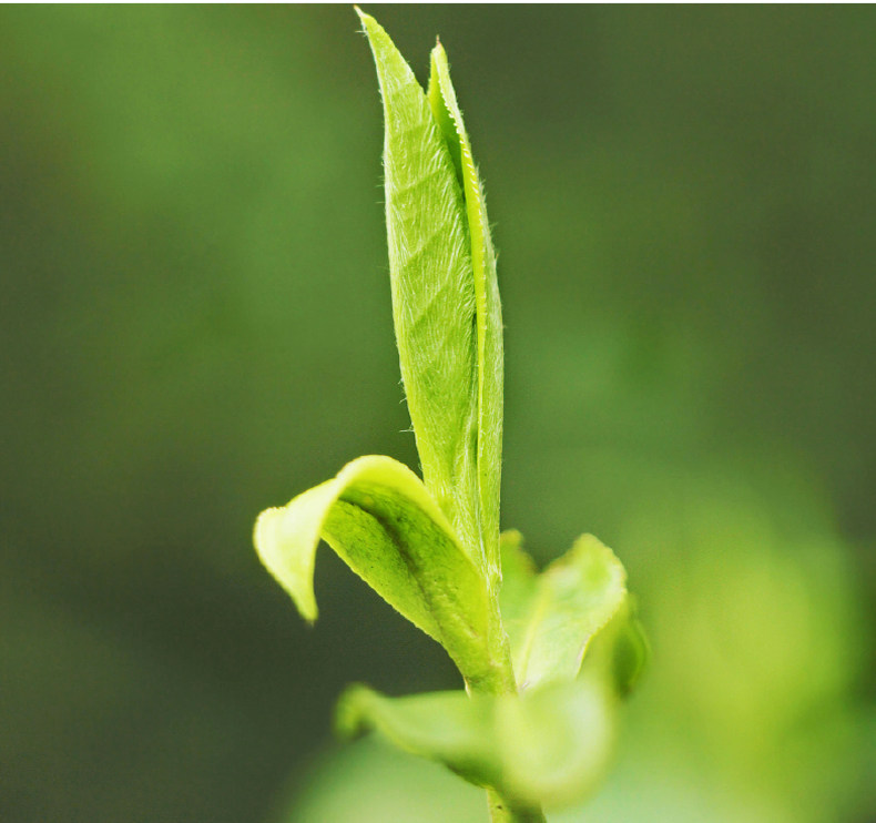 迎驾山泉 零零茶 野岭草本茶饮料 300mL*8瓶 天猫优惠券折后￥29.9包邮（￥39.9-10）多味可选