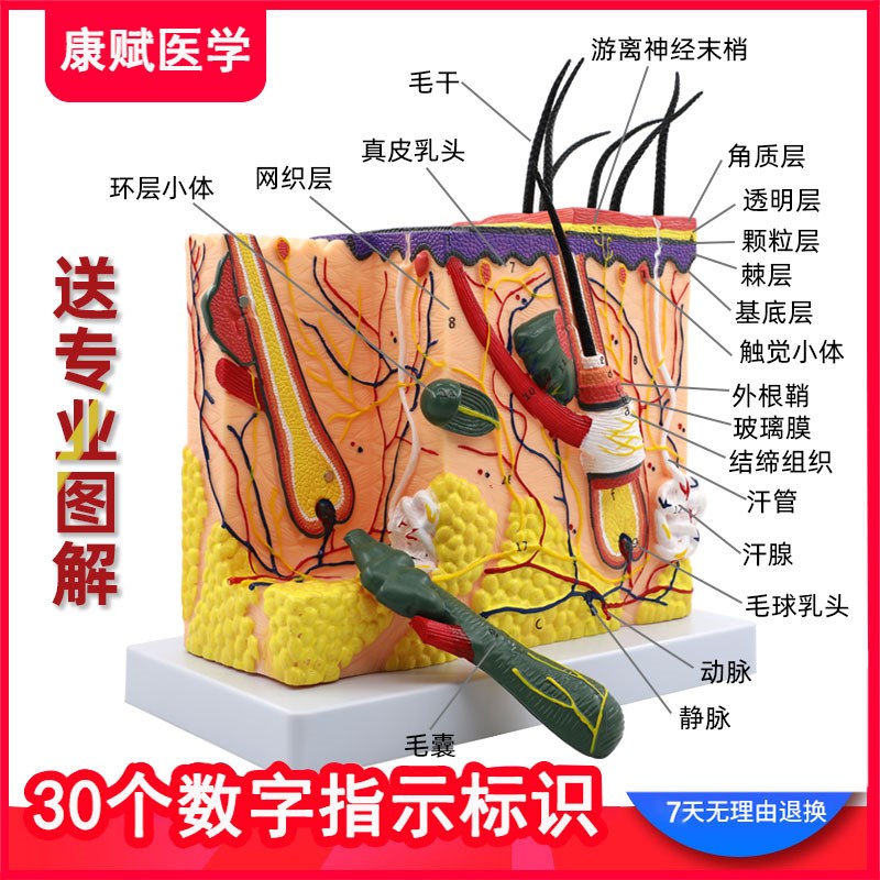 皮膚構造模型 美容 教材 毛穴 毛根 解剖模型 人体学習用 - メルカリ