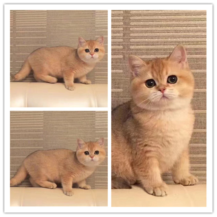 British Short Sell Gold Gradient Orange Cats Live Their Own