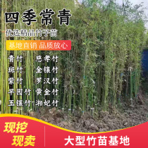 Four Seasons Evergreen Bamboo Seedling Yard balcony Planting Green Bamboo Purple Bamboo Gold Inlaid Jade Bamboo Gold Bamboo with native cold-resistant plants