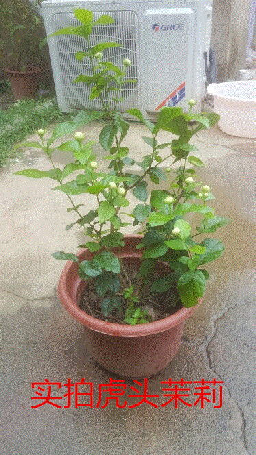 上新茉莉盆栽重瓣白茉莉花苗双色茉莉苗盆栽虎头茉莉绿植夜来香盆