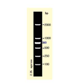 DL2000 DNA Marker 核酸电泳试剂 源叶S12053