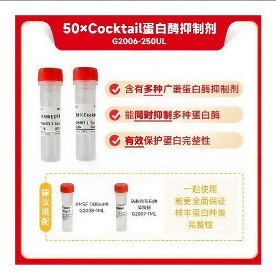 50&times;Cocktail 蛋白酶抑制剂 磷酸化蛋白酶抑制剂