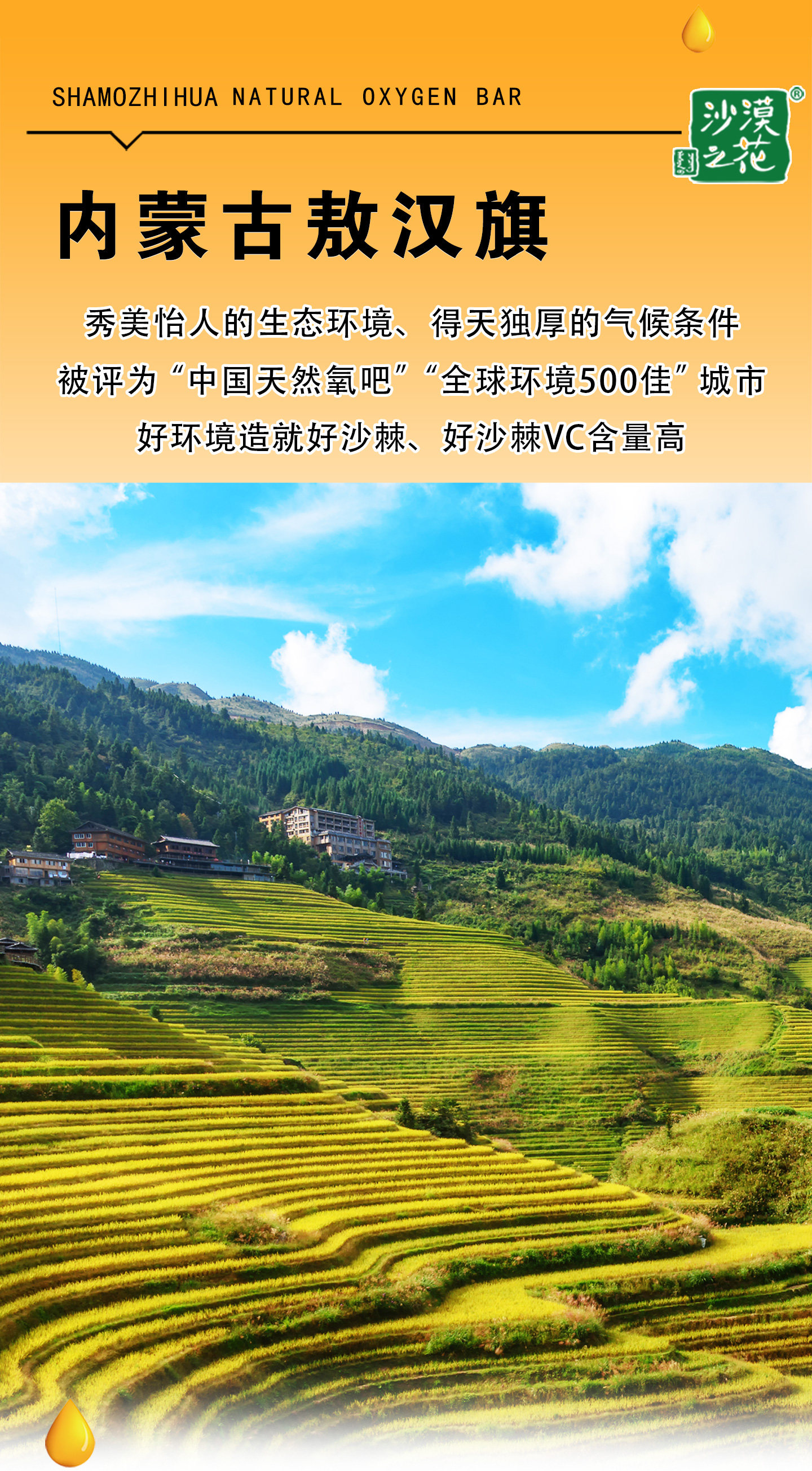 安享好物 安享C级混合果蔬汁-沙漠之花经典沙棘汁 国标 