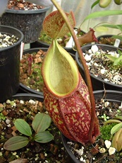 насекомоядное растение 裸瓶猪笼草食虫植物漂亮可爱的笼子稀有原种gymnamphora会长地笼