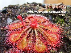 насекомоядное растение 【满30】 可选赠品 需拍下！锦地罗 勺叶