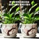 Cây trồng trong chậu hoa có hoa màu trắng chậu hoa cao cấp bình gốm lớn có khay - Vase / Bồn hoa & Kệ