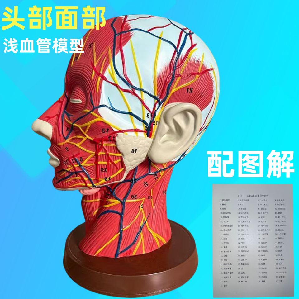 半头人体头部解剖模型展示神经血管分布矢状剖面切面浅表神经系统