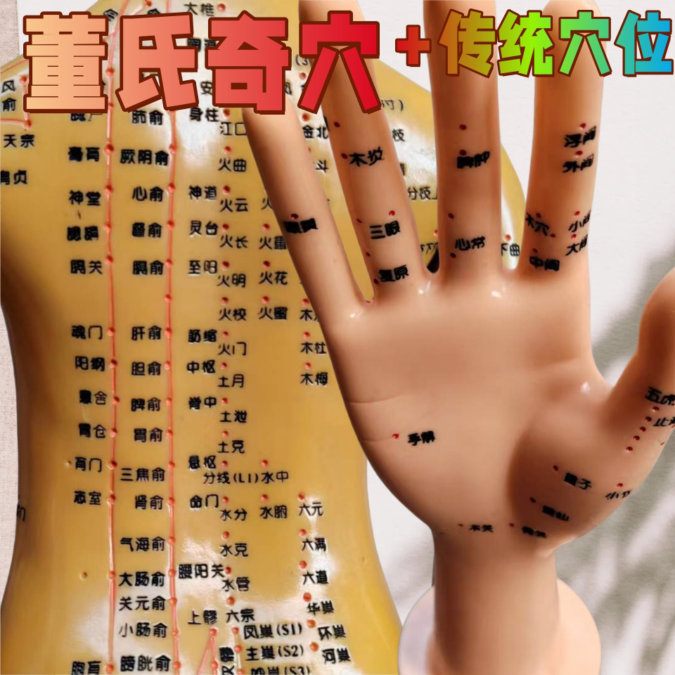 董氏奇穴中医推拿手模型董氏穴位手部反射区模型手部针灸穴位模型