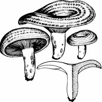 鲜菇小屋的LOGO