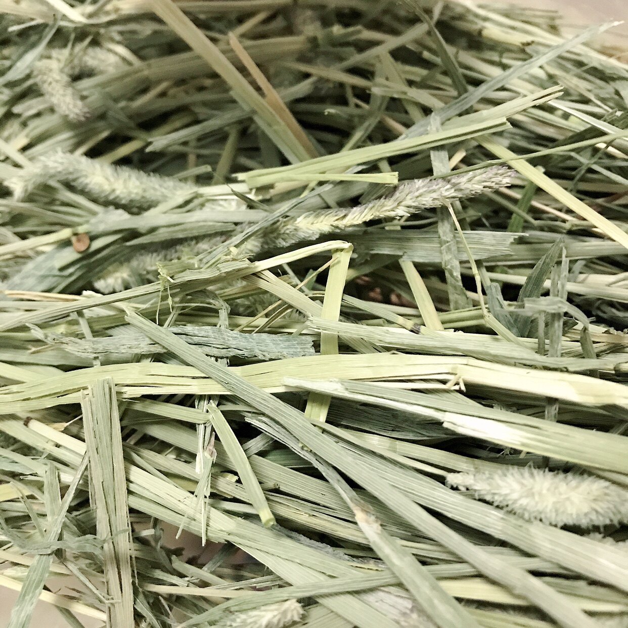 Horse racing class America Anderson Anderson mention Moshe grass double pressure meme thick fiber grinding aid tooth 500g