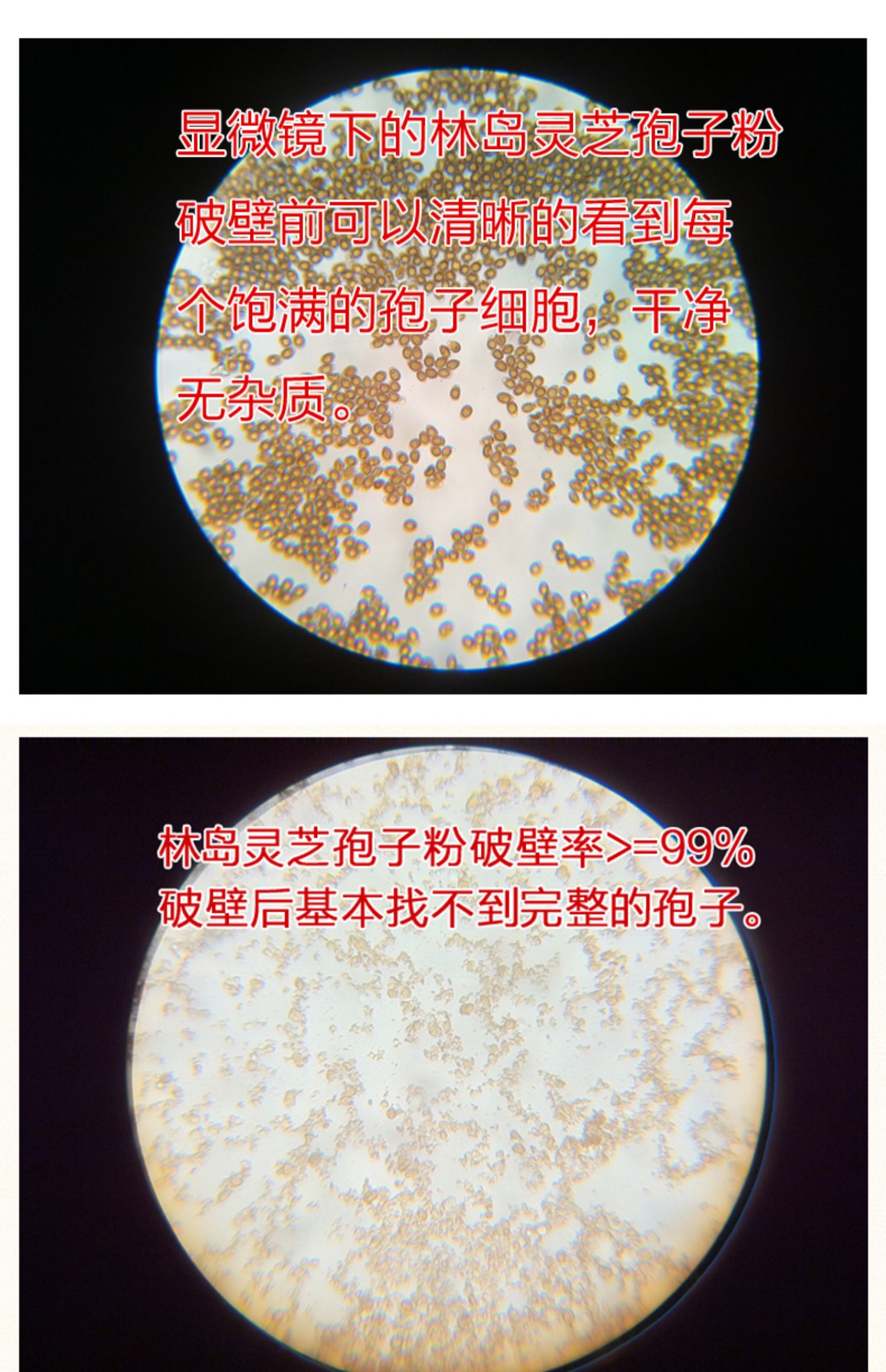 【林岛】破壁灵芝孢子粉增强免疫力