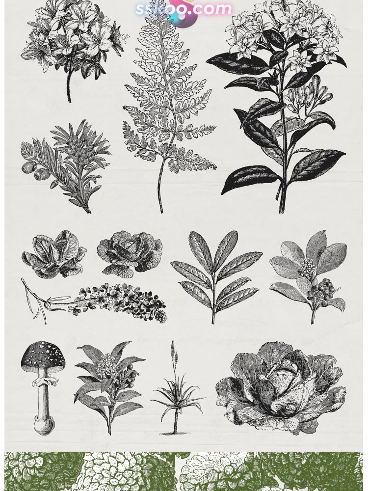 复古植物花卉手绘剪贴画插画插图PNG免扣AI矢量背景透明设计素材插图13