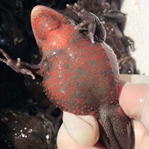 Stone Clams Toad Northeast Live Forest Frog Hashoad Red Belly Leather Kashish full mother red belly-toad Shun Feng Bau Express