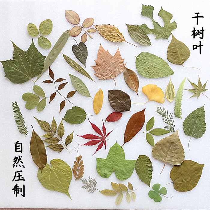 Creative stickers leaf painting handmade diy material embossing handmade bookmark kindergarten plant specimen making tool