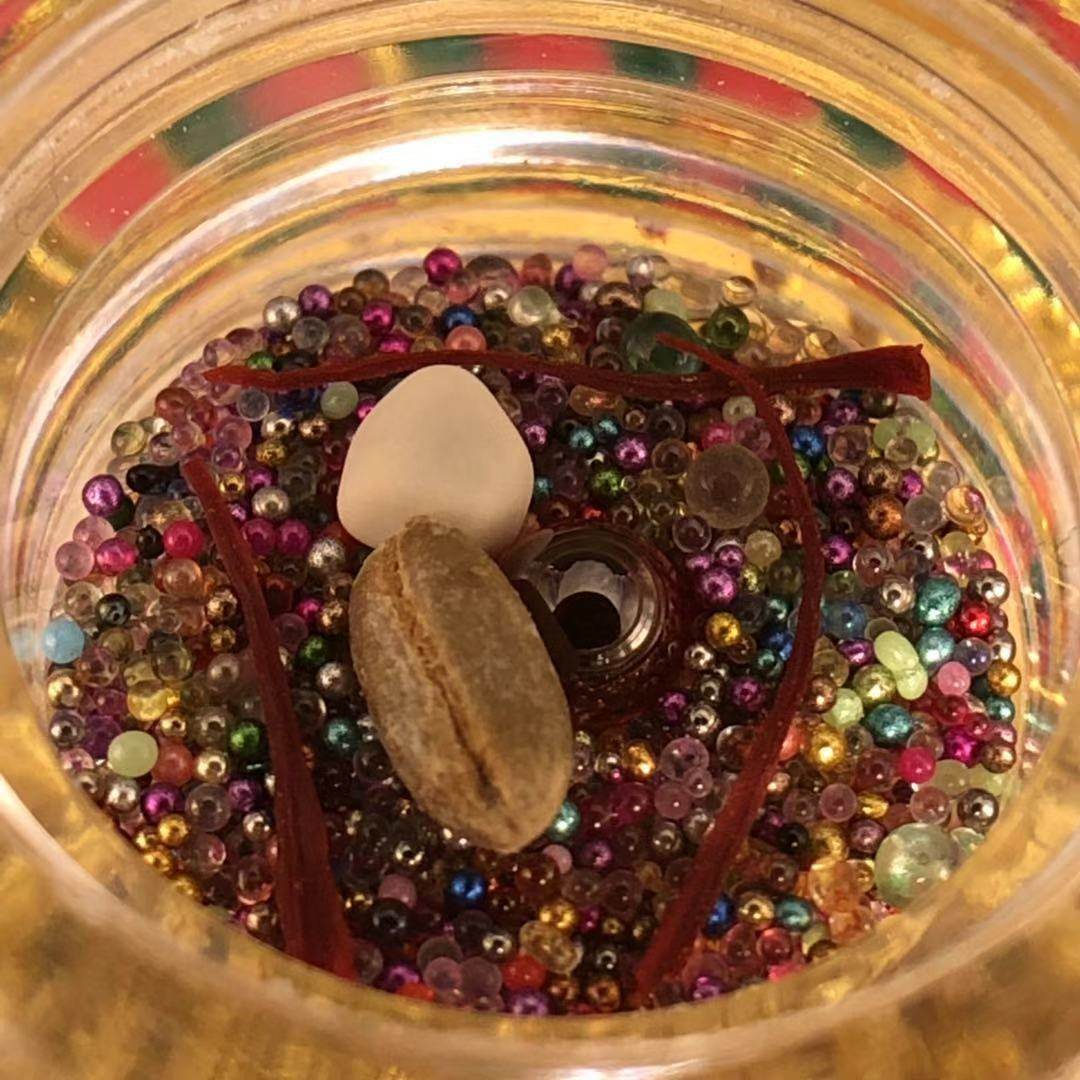 Sakyamuni Buddha 41 STRONG SON SHERLITA FOR GALU BOX