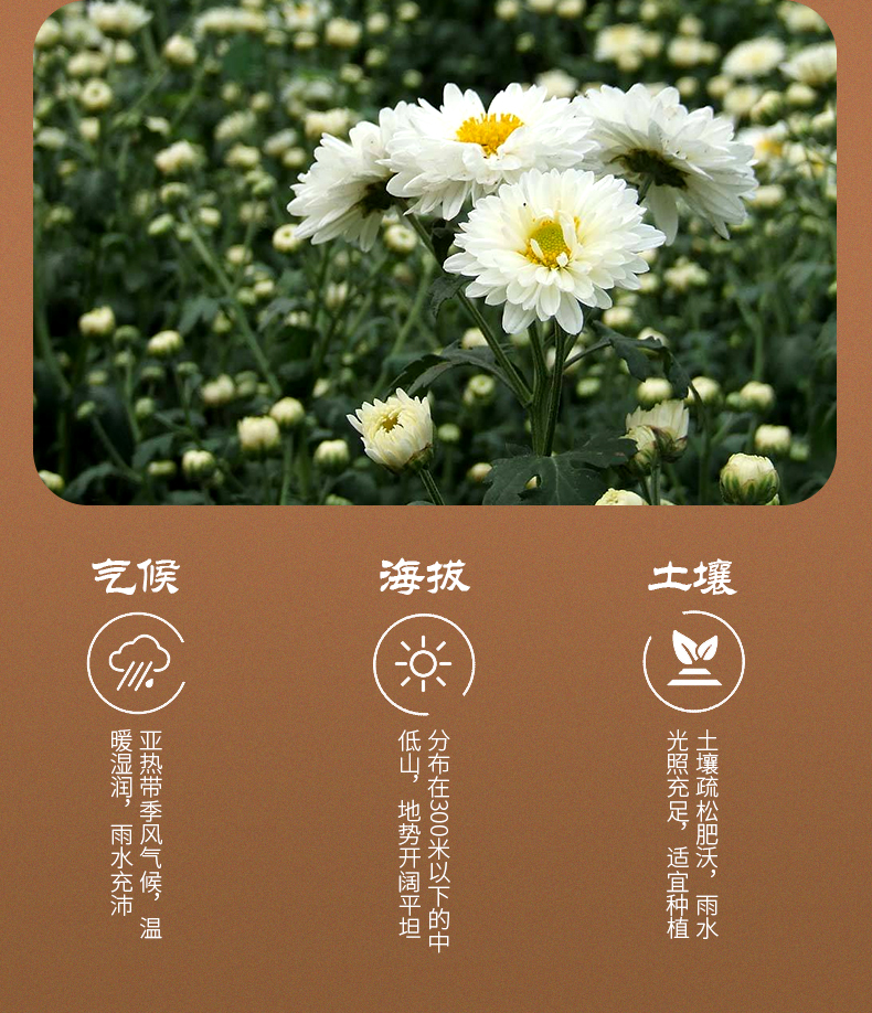 有禾 清热解毒杭白菊花茶 30g*2盒 图3