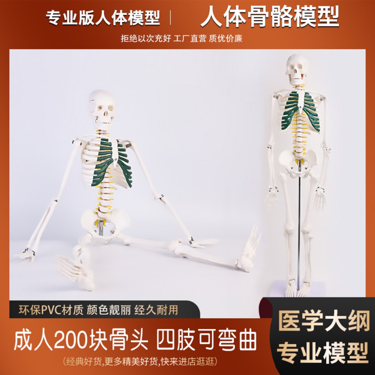 人体骨骼模型 85CM骨架模型 人体脊柱模型脊椎模型人体骨骼骷髅