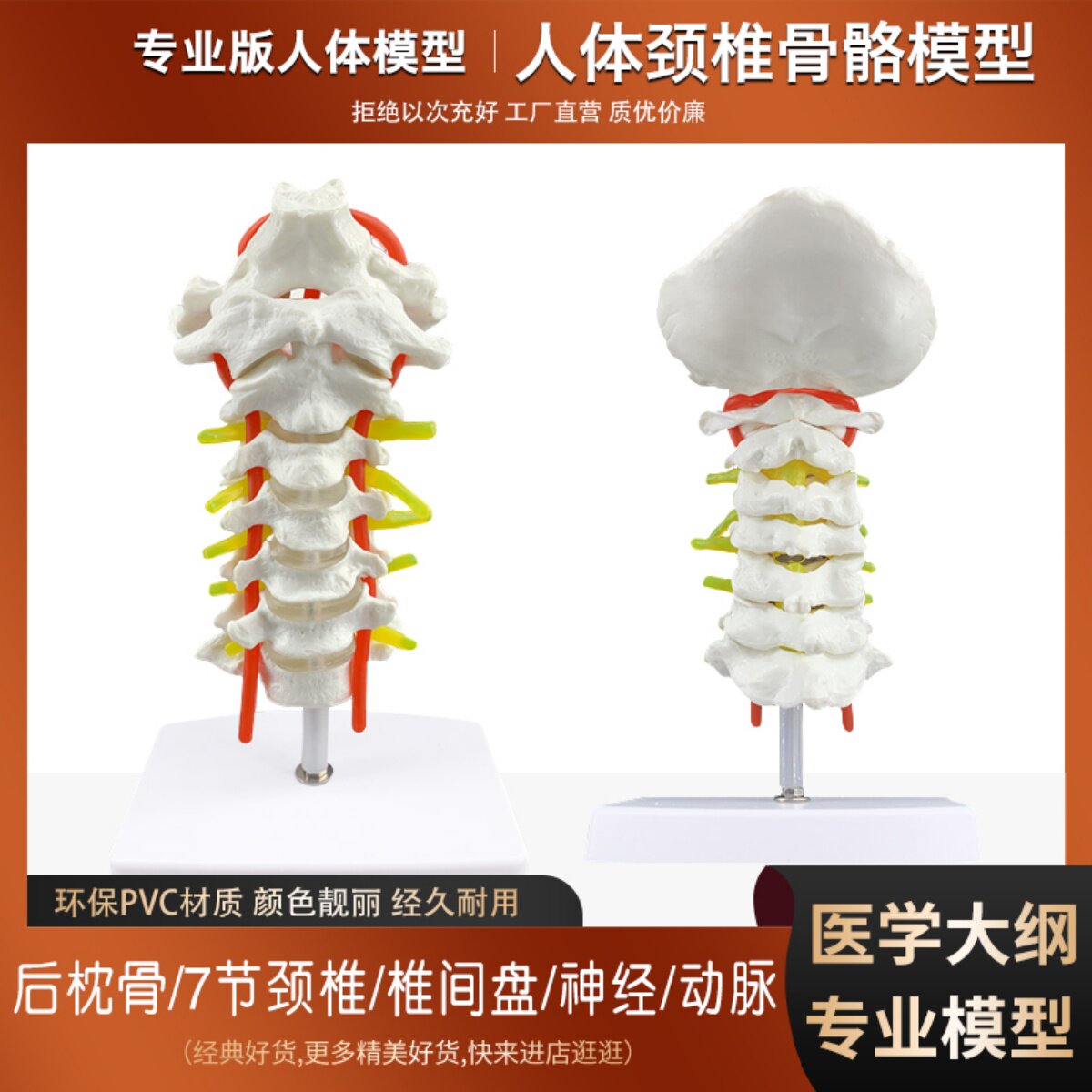 颈椎模型 枕骨模型 脊神经模型骨骼模型人体脊柱模型医院教学教具