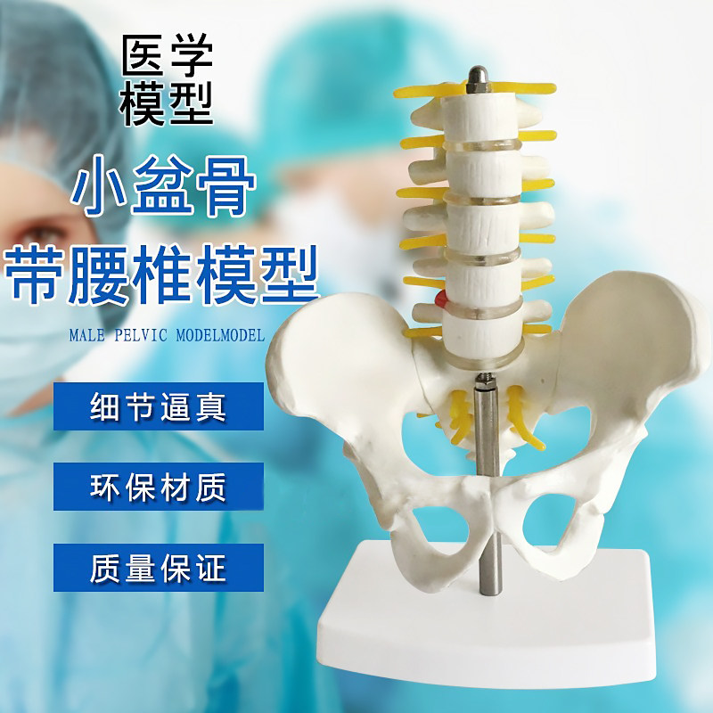 小型人体骨盆带五节腰椎带盆骨模型骨科脊柱脊椎模型 腰椎模型