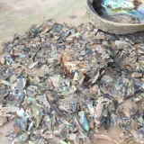 Фрагментация раковины с раковиной Глубобы натуральные материалы с творческой краской ручной работы ручной работы