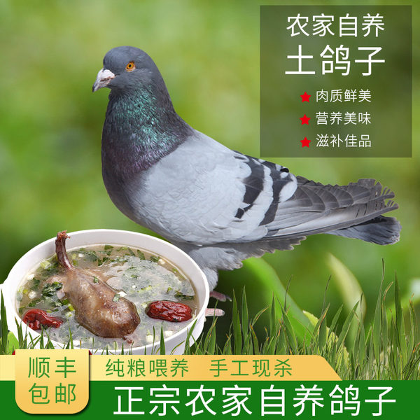 果力谱 农家自养生态乳鸽子 3只共1000g 天猫优惠券折后￥88包邮（￥98-10）