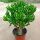 Старая куча сочных цветов lucky tree, бутик lucky tree, офис lucky tree, балкон в горшках, мясистые цветы и растения, внутренний двор lucky tree mini 1