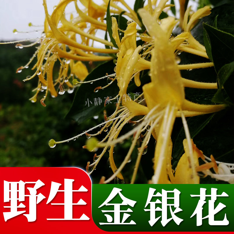 Selected Guangxi Wild Honeysuckle Tea 250g Dried Honeysuckle Bulk Chinese Herbal Medicine 2022 New Arrival
