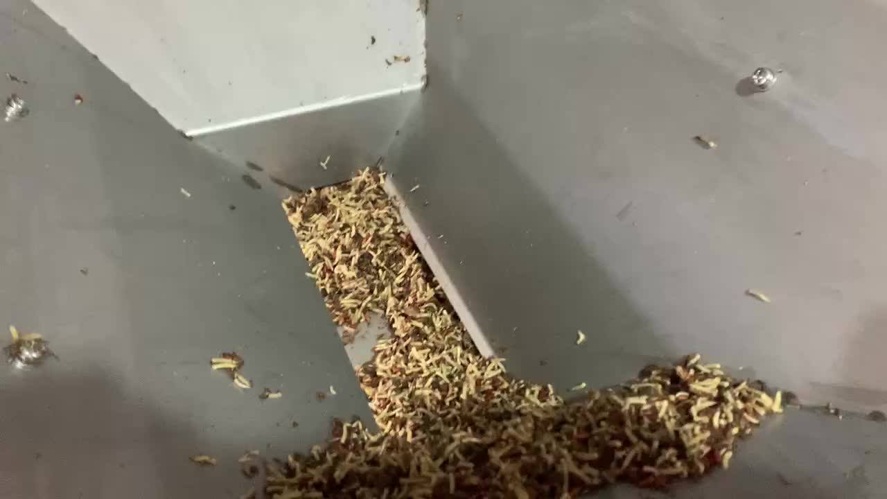 New Model Mealworm Sorting Machine Automatic Mealworm Sorter Full Color