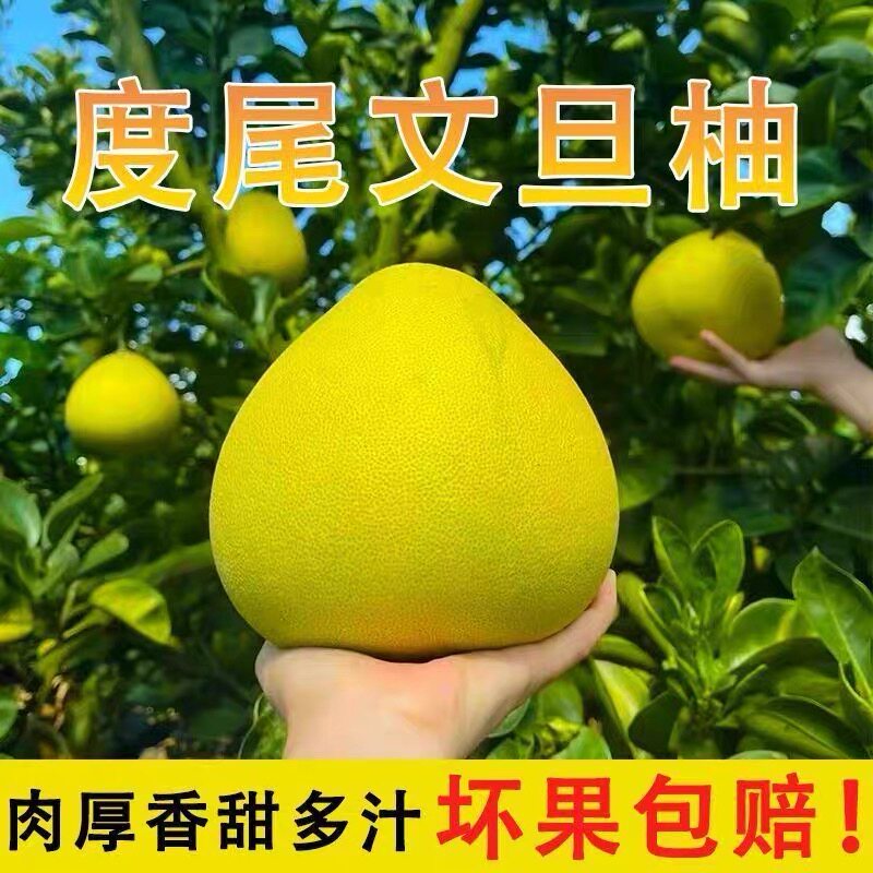 仙游正宗度尾文旦柚