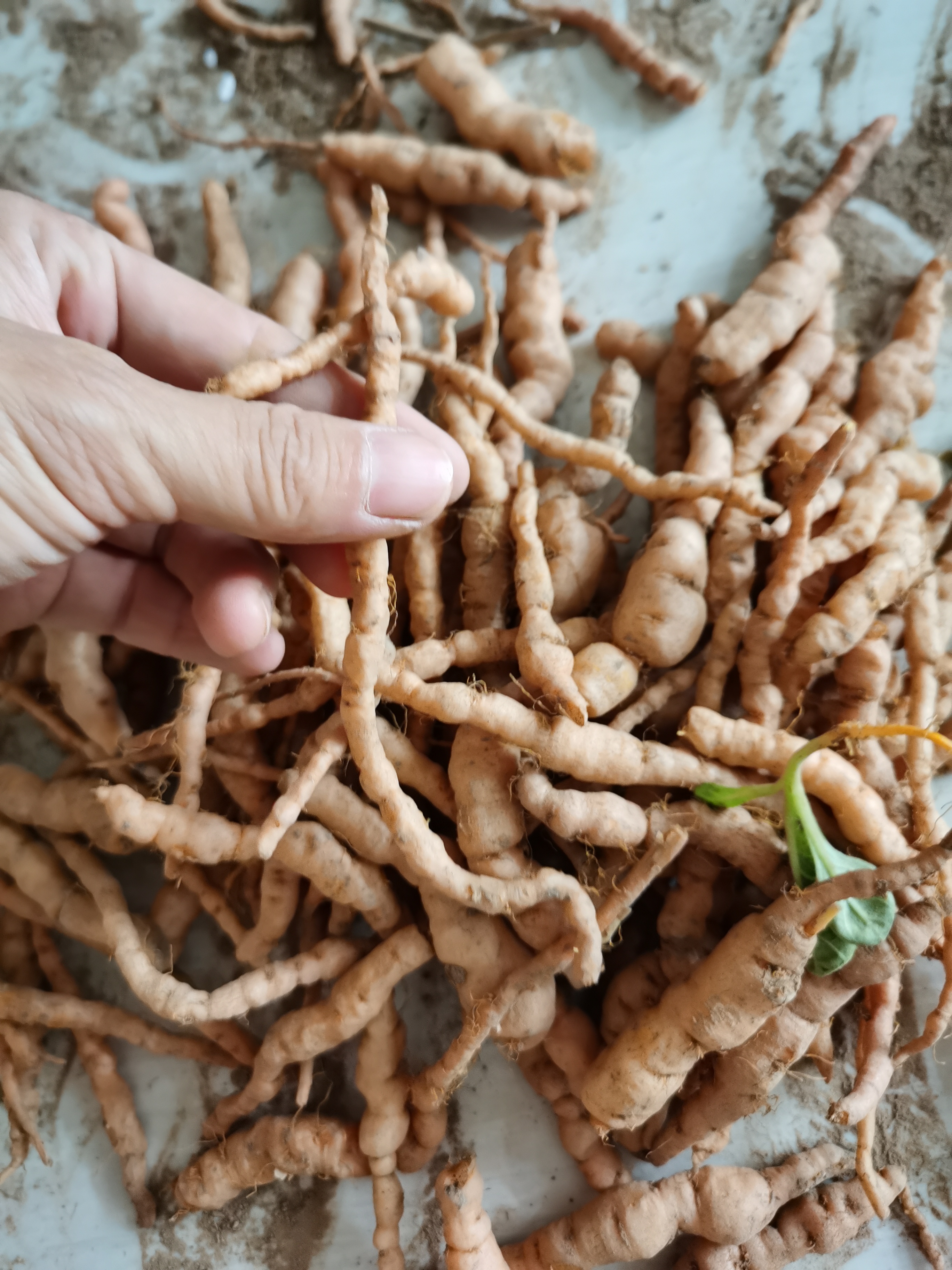 生地黄500g：天然滋补，怀地黄养生新选择