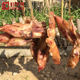 Anhui Specialty Homemade Air-Dried Salty Pig Trotters, Cured Pig Trotters, Marinated Pig Trotters, Pig Feet 500g, Need to Be Weighed