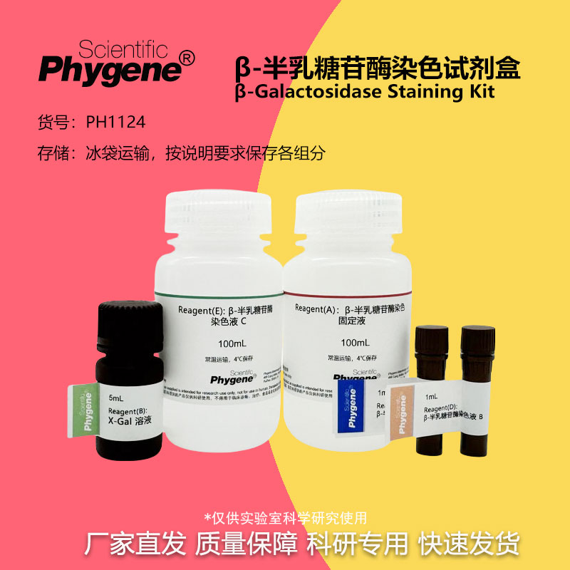Beta-半乳糖苷酶染色试剂盒 科研实验专用 100T [PH1124 PHYGENE]