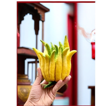 (One thing one shot on-site fruit selection) Jinhua Bergamot Fruit Fresh Bergamot Clear Scent Fragrance Ornamental Water Culture