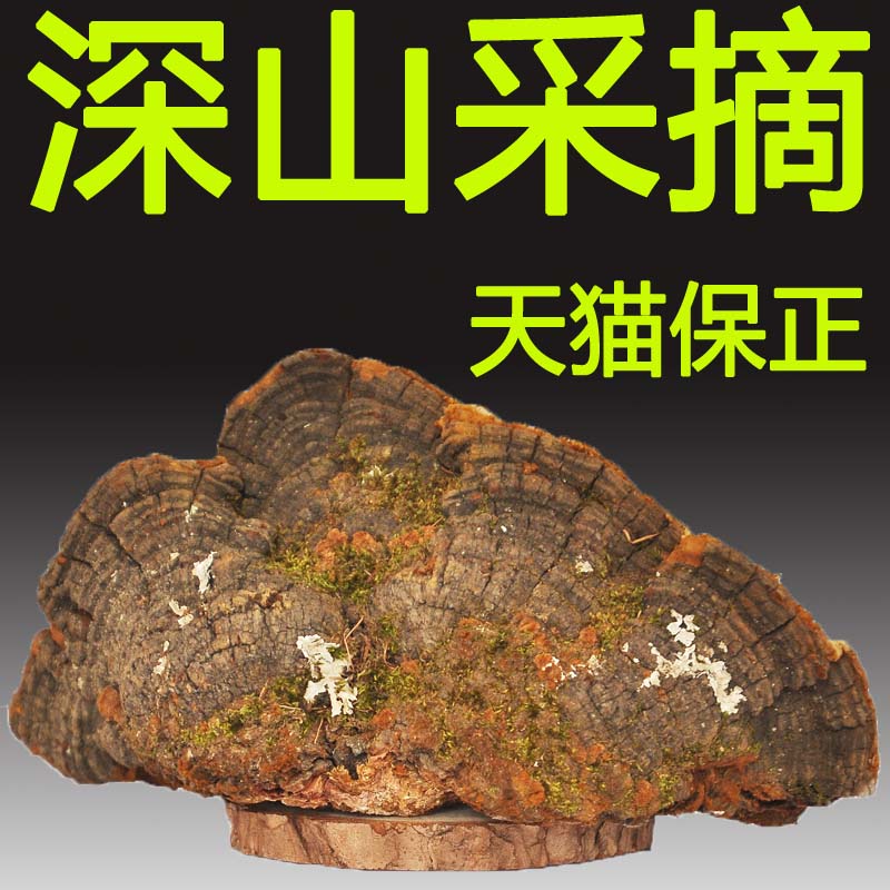 Mountain nourishing field pine needle layer pore fungus Changbai Mountain deep mountain growth pine wood layer Concorrhizal pine needle mulberry yellow positive dry product